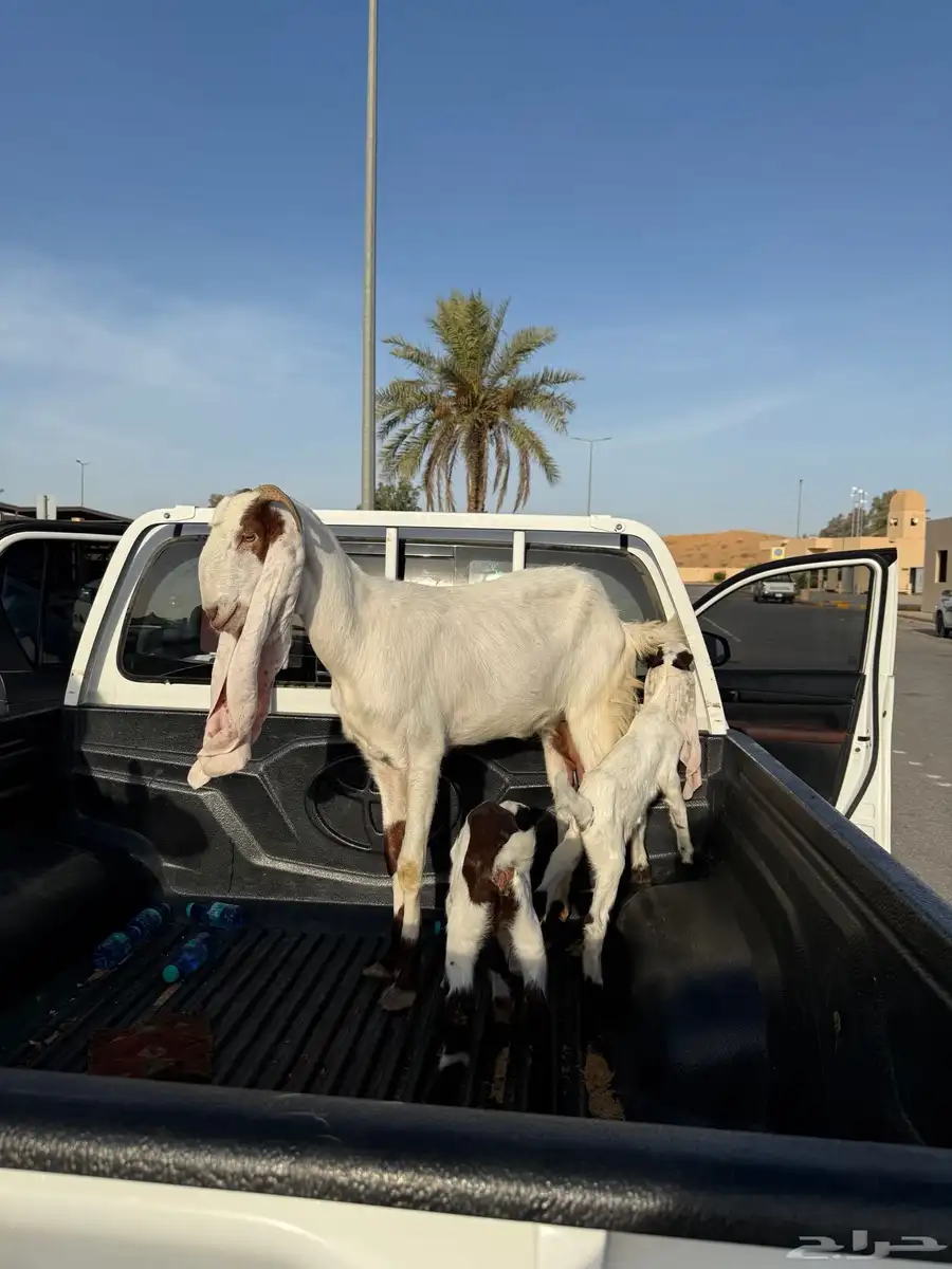 عنز ثنية معها جفرتين 3
