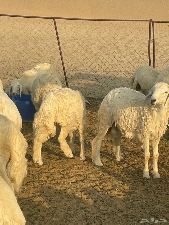 طليان 1
