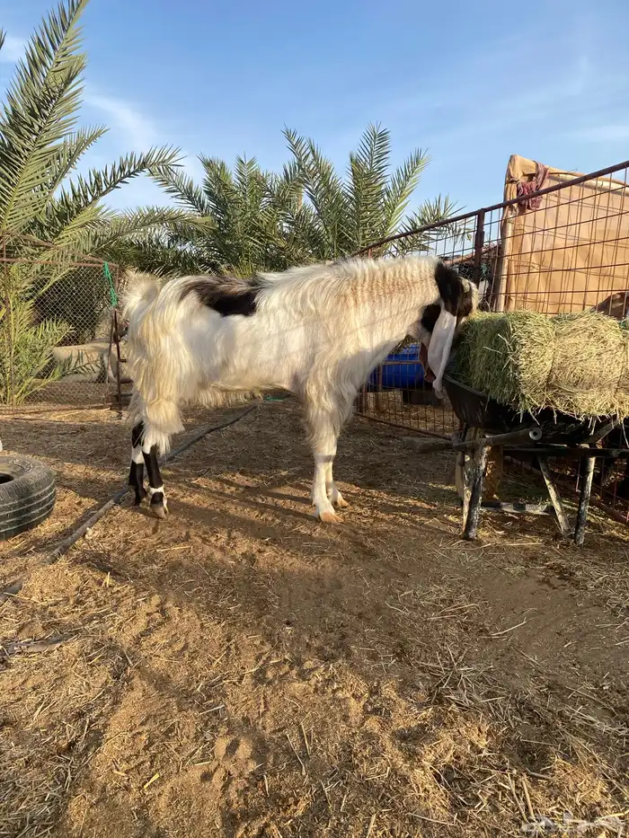 تيس فحل هولندي فاخر 0
