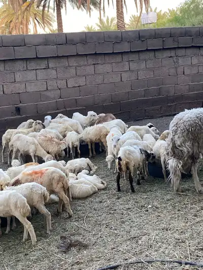 رخال رفيد العدد 24 1