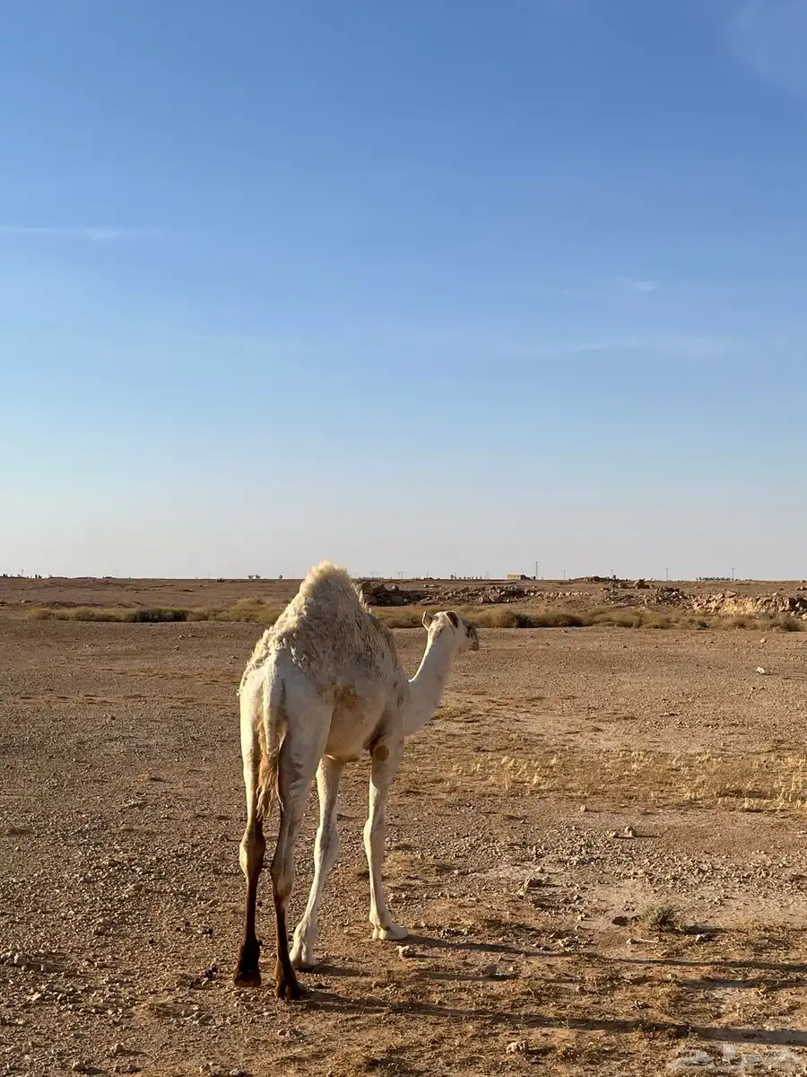 قعود 5