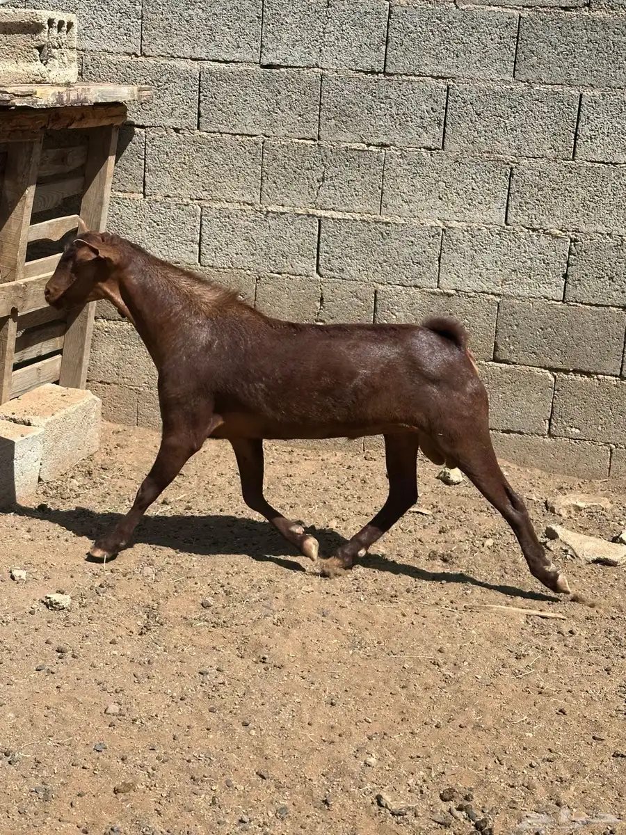 تيس فحل وعنز متاومه 9