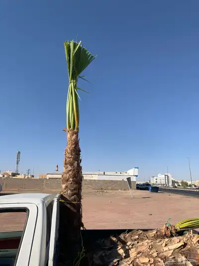 واشنطن مروحه نحيف 0