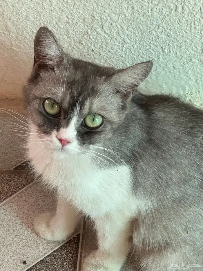 قطة للتبني 0