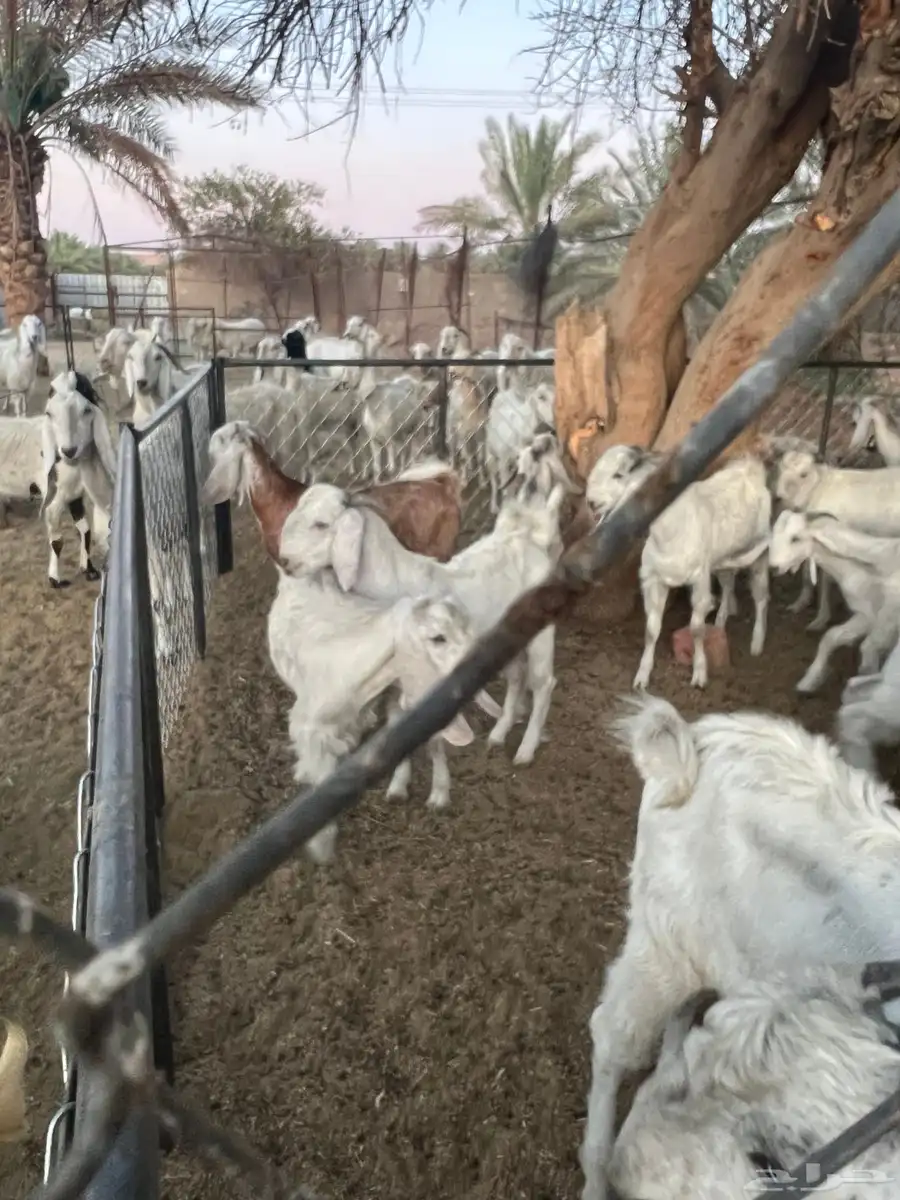 تيوس 4