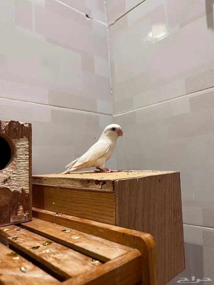 ذكر روز منتج 1