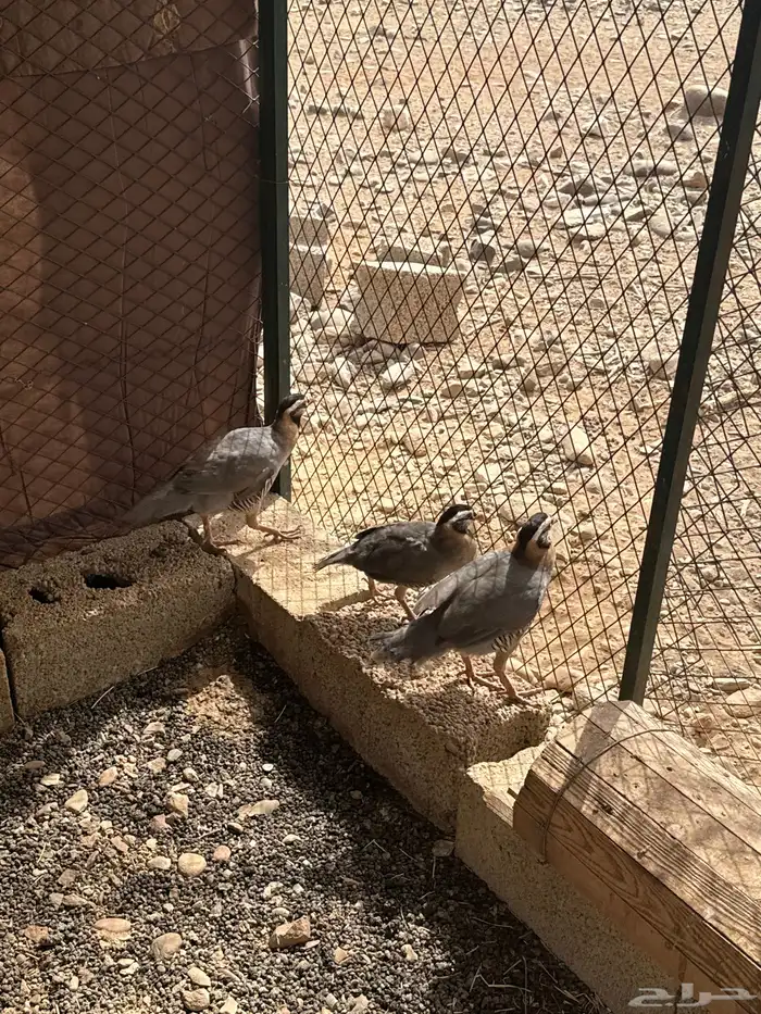 غراغير للبيع 0