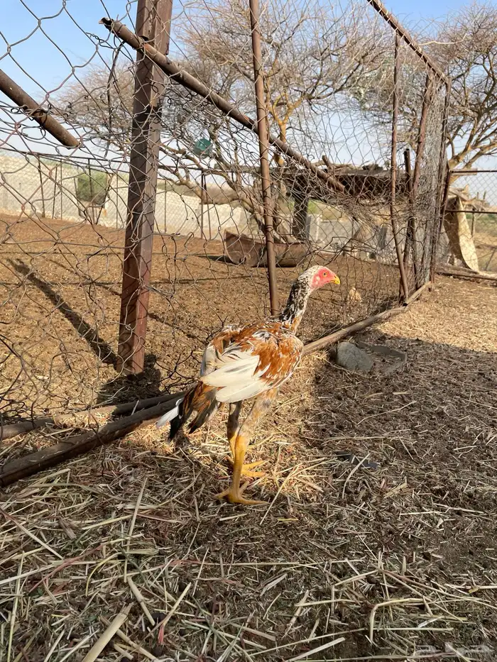 فروخ باكستانية فاخرة 4