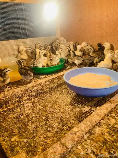 اربع دجاج عربي دم صافي بفروخها وفروخ عمر اسبوعين 16