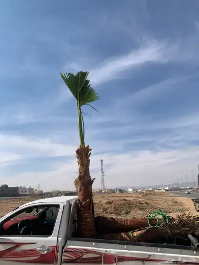 واشنطن مروحه نحيف 4