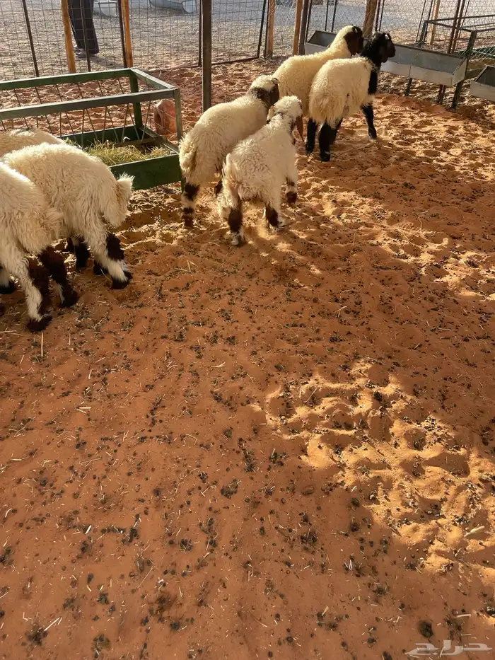 هرافى نعيم وحري تمارا 100 تقييم 1