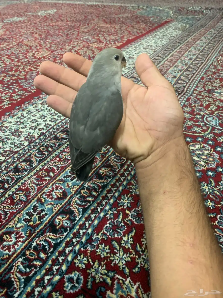 طير روز اليف 4