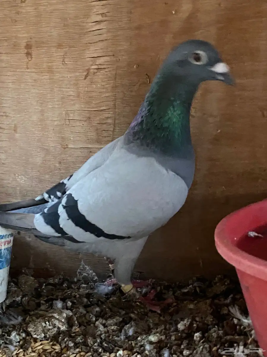 حمام زواجل 2