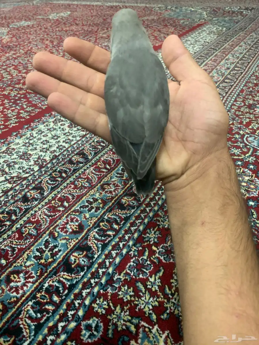 طير روز اليف 5