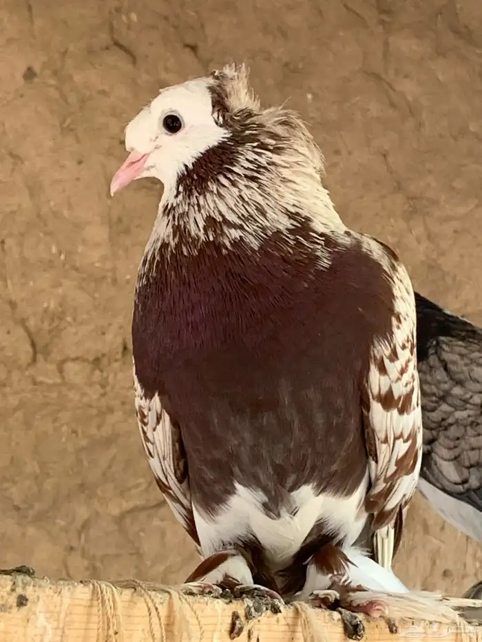 خمس حبات حمام 3