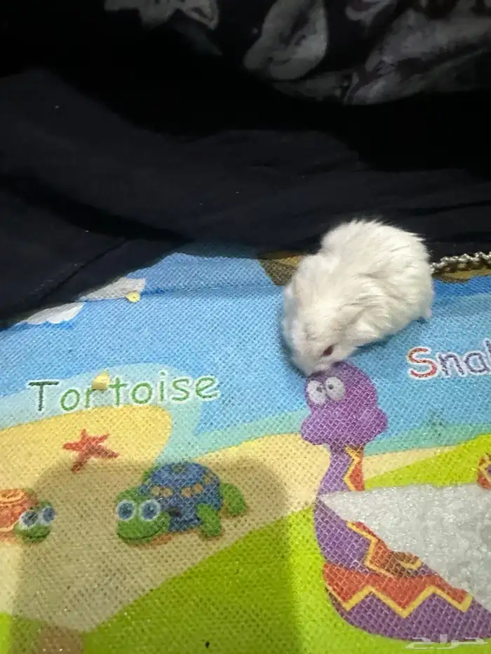 هامستر روسي 23