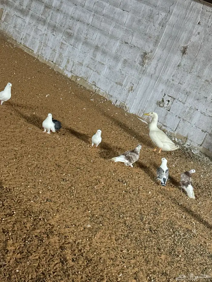 حمام وديكه 5