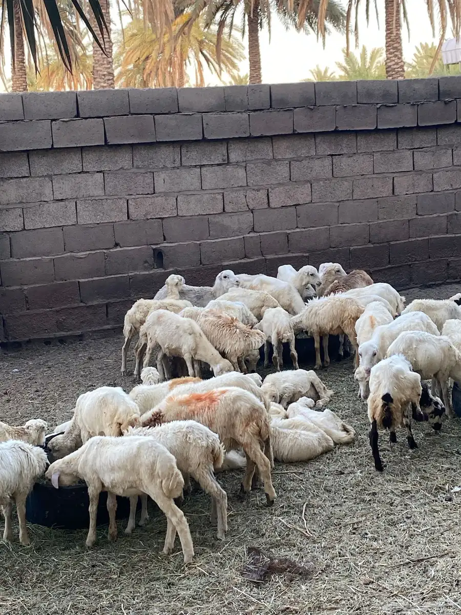 رخال رفيد العدد 50 0