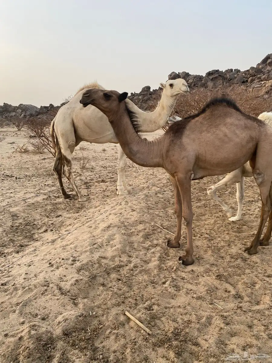 بكار مفاريد 1