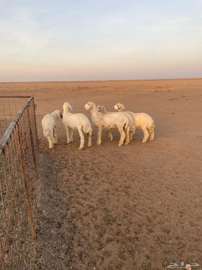 بهم حري 2