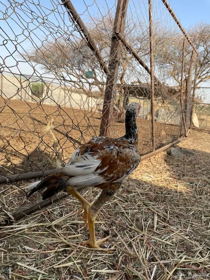 فروخ باكستانية فاخرة 6