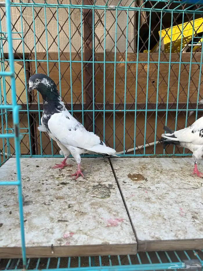 حمام باكستاني تم البيع تم البيع 4