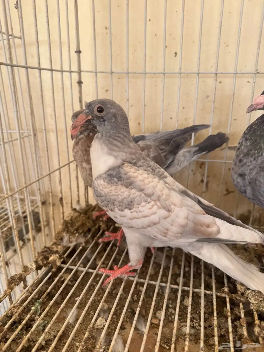 زاجل رديوس (50ريالا) 1