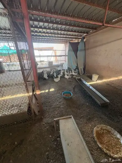 بط للبيع 5