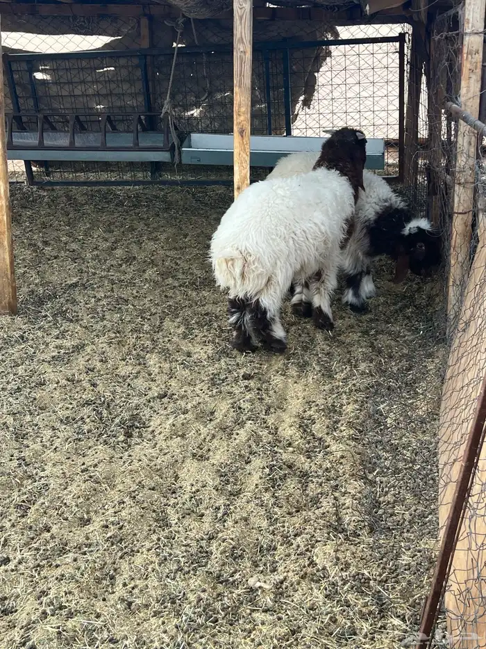 هرافا 3 شهور 0