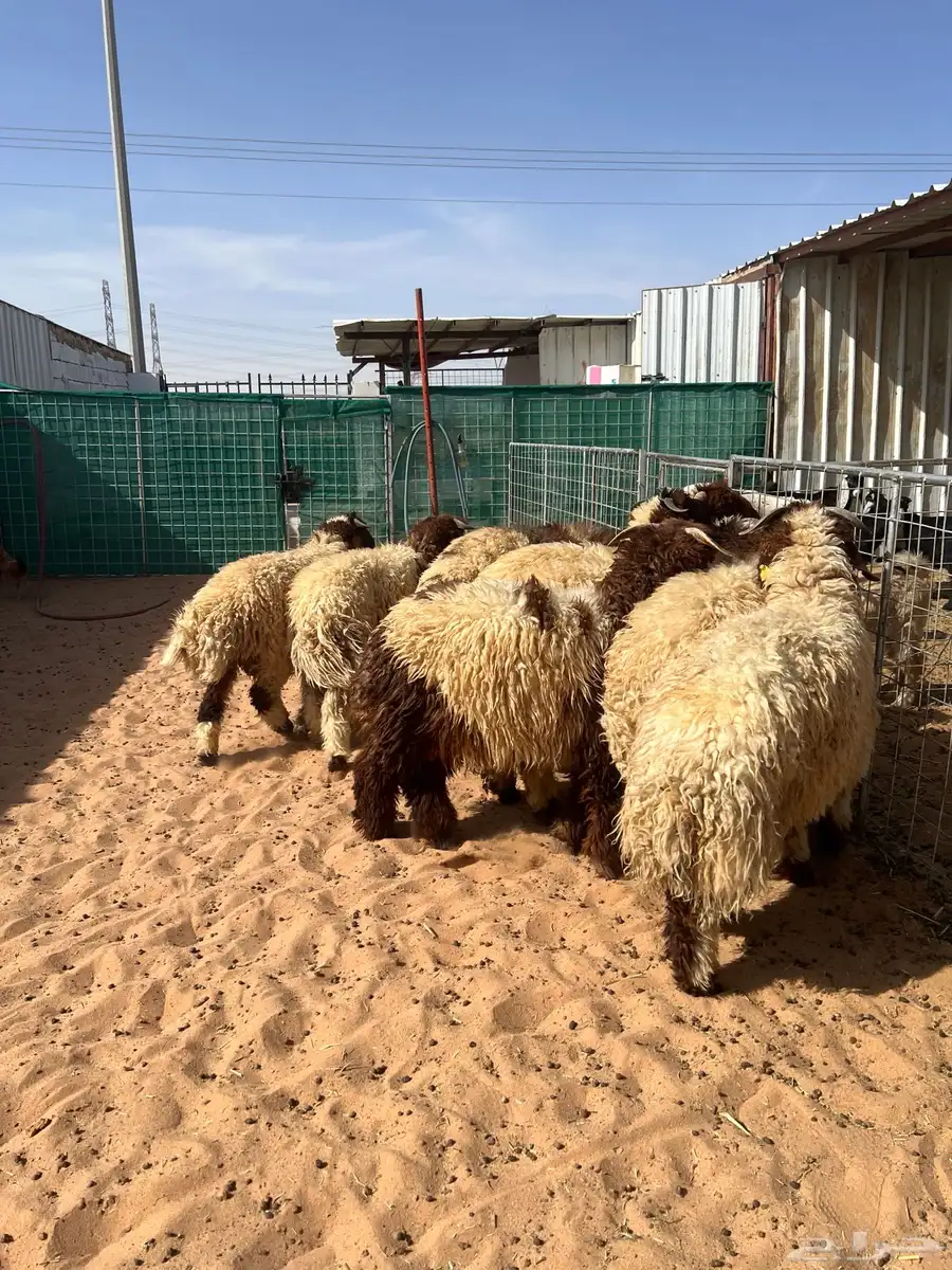 نعيم جبر زوجات مناسبات حفلات مجملات 1