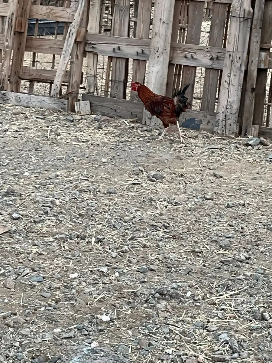 ديك بلدي 2