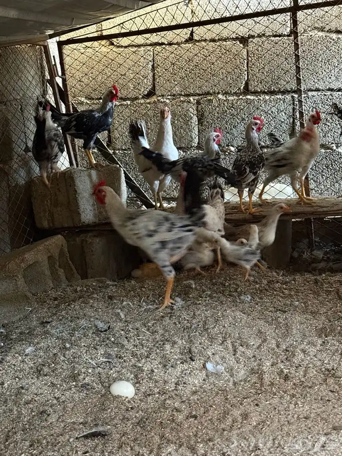 دجاج عربي شوكي 2