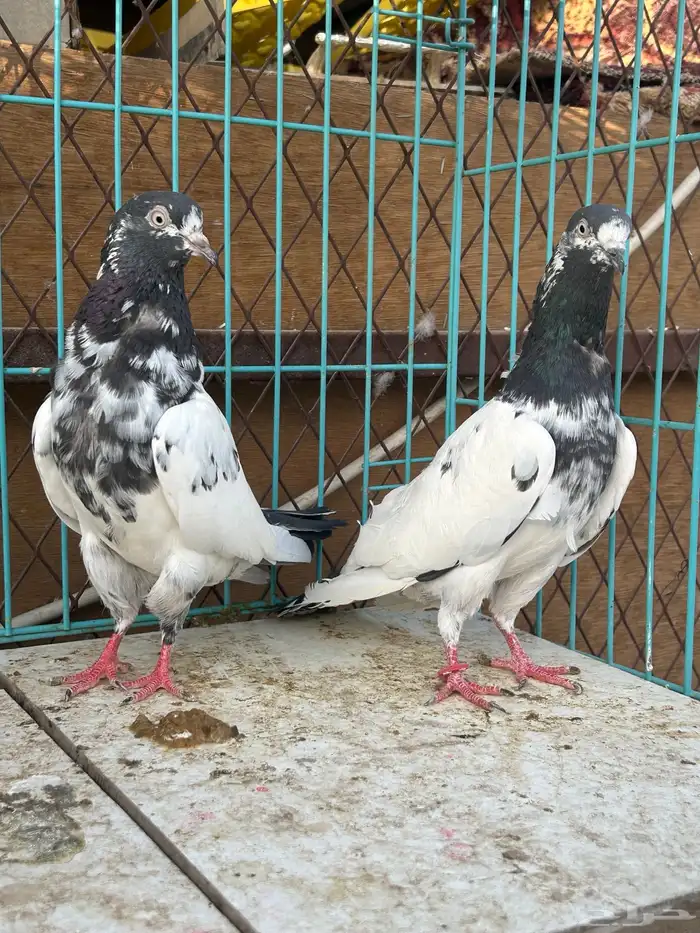 حمام باكستاني تم البيع تم البيع 2