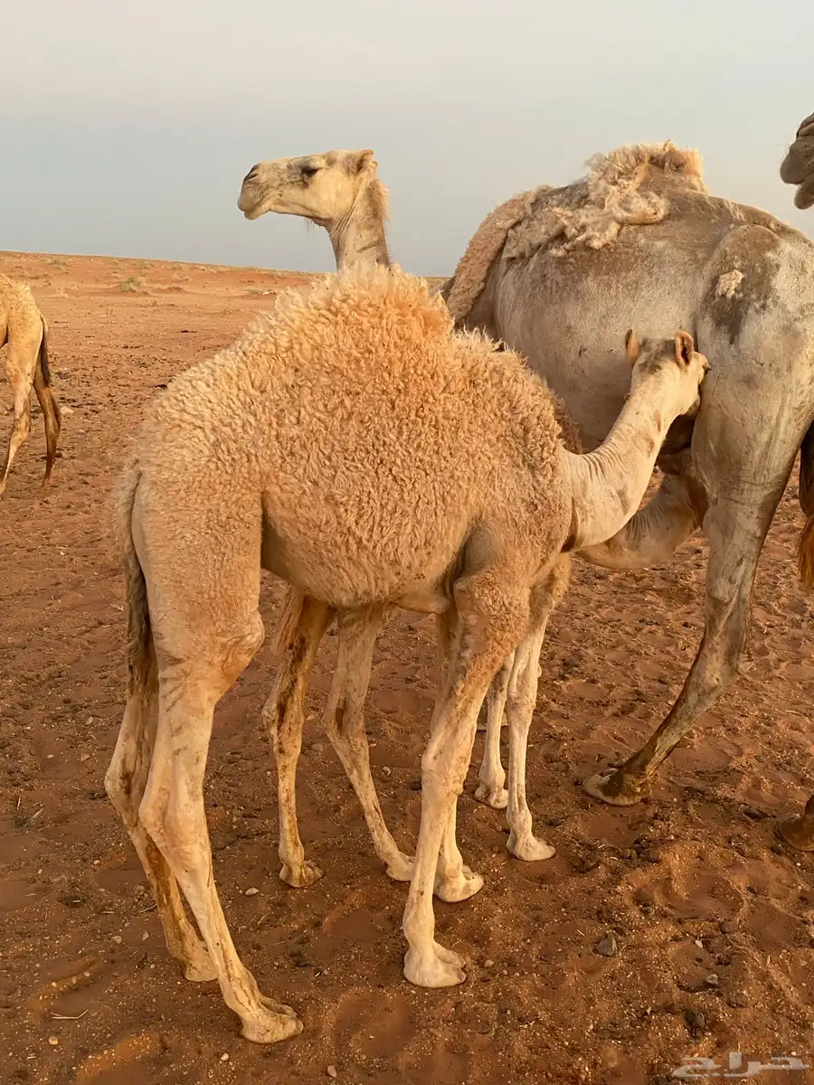 قعدان 2