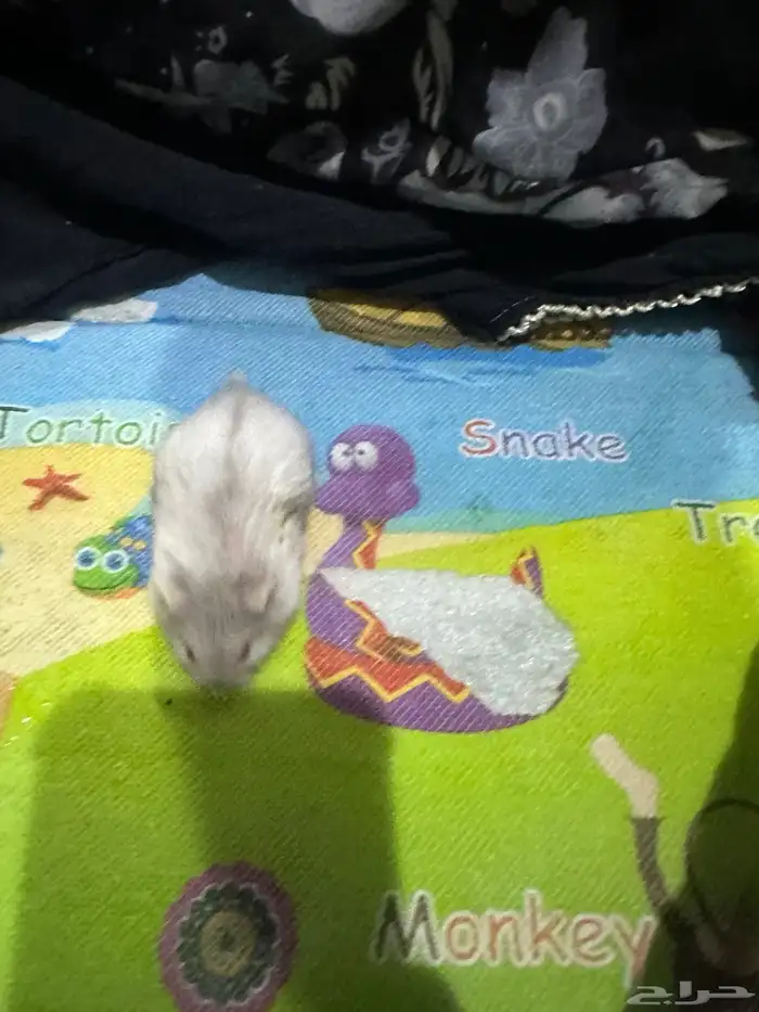 هامستر روسي 12