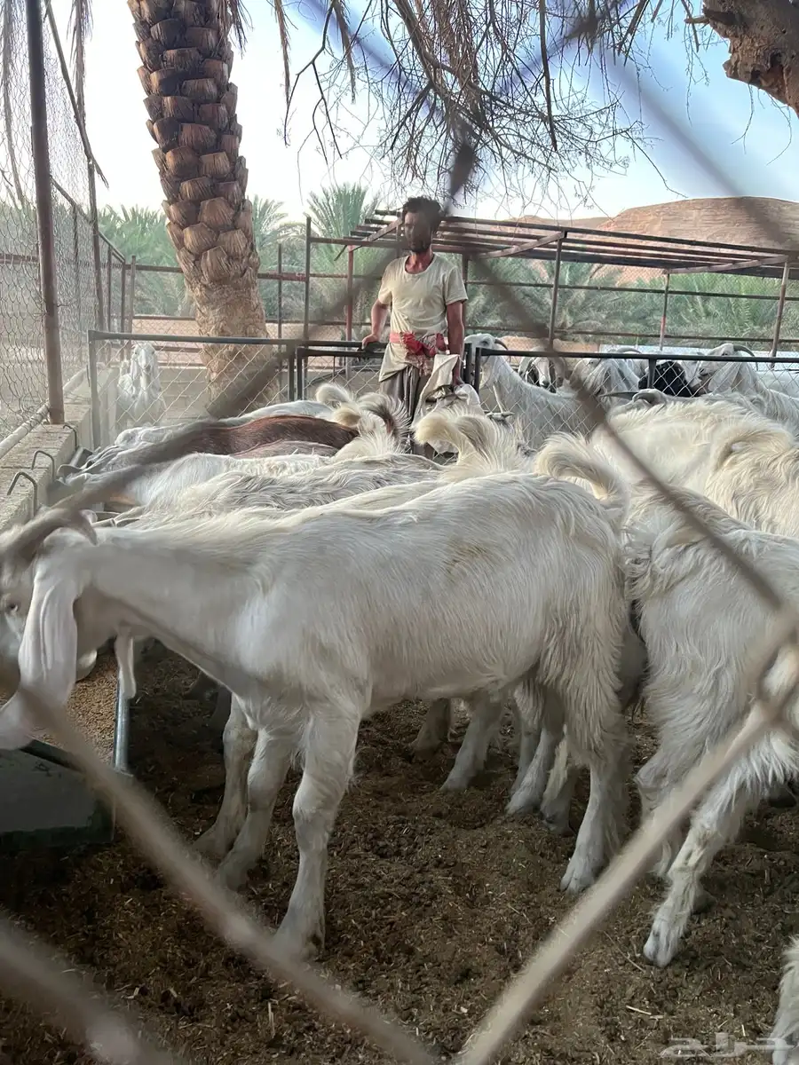 تيوس 1