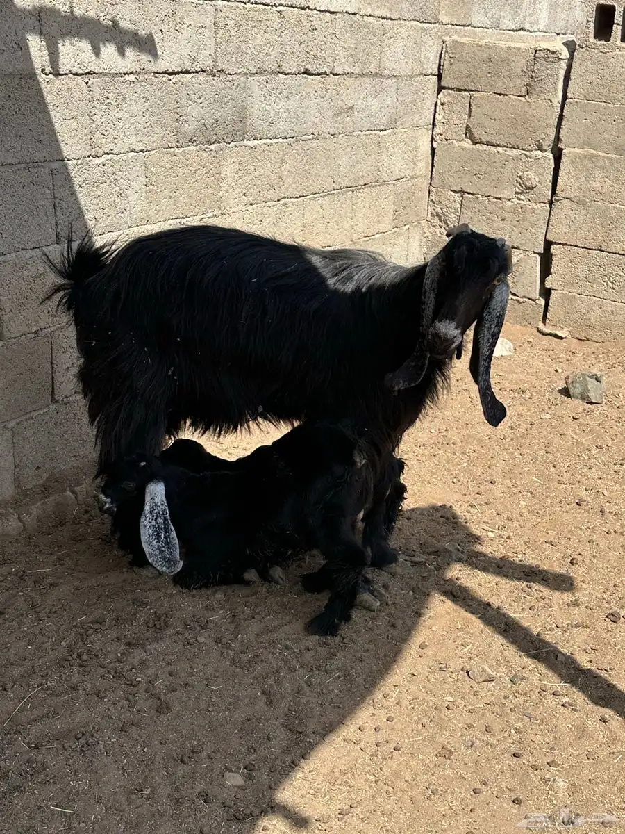 تيس فحل وعنز متاومه 2