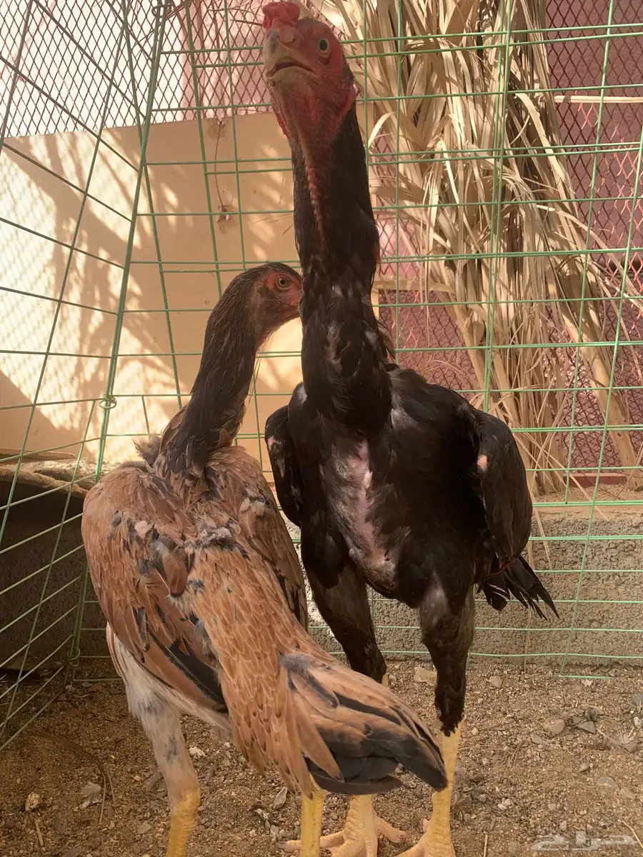 دجاج شامو 0