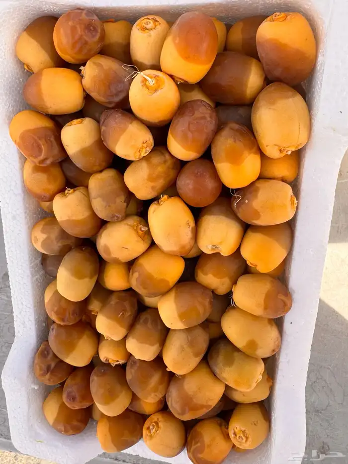 رطب خلاص وروثانه 1