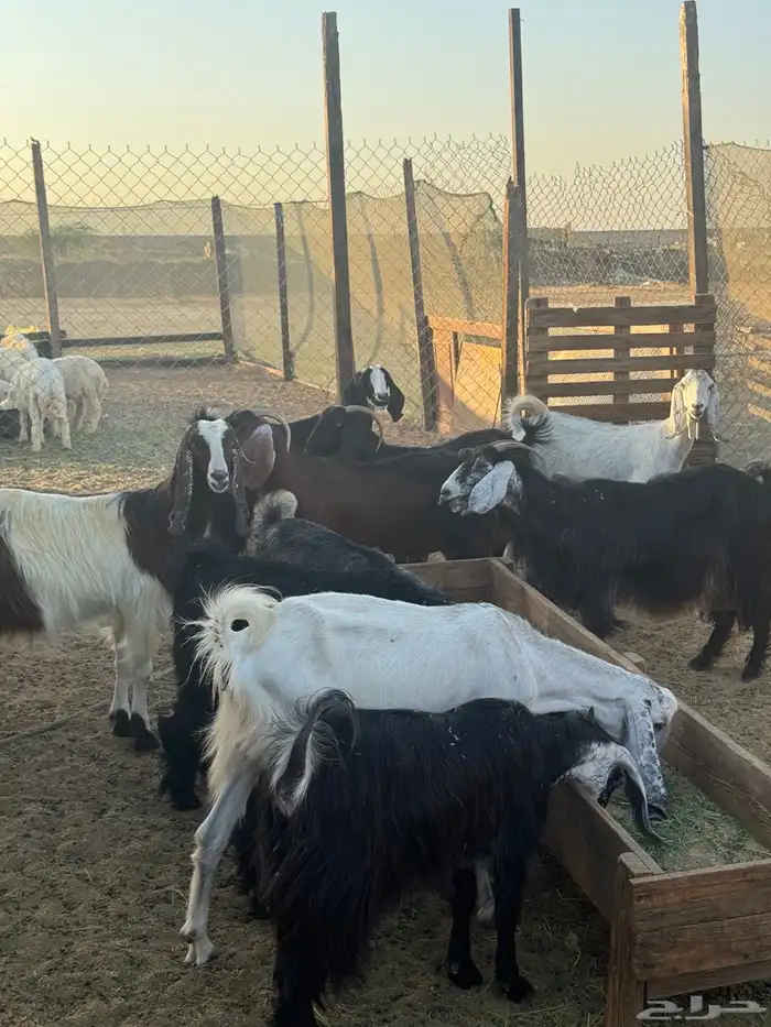 طليان حريات غنم حري تيوس عارضيات 5