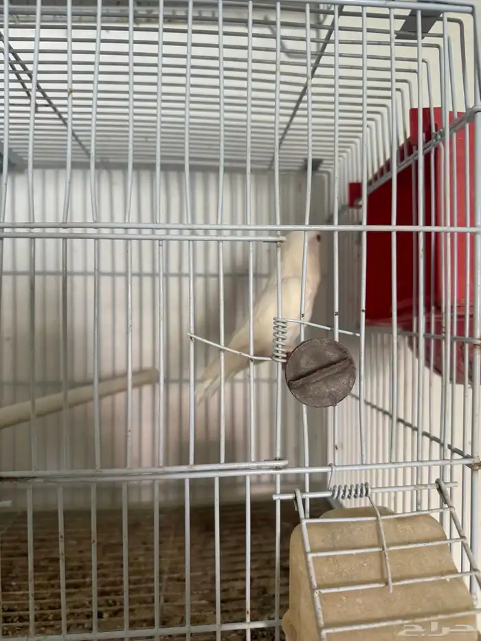 روز البينو عيون حمر 1