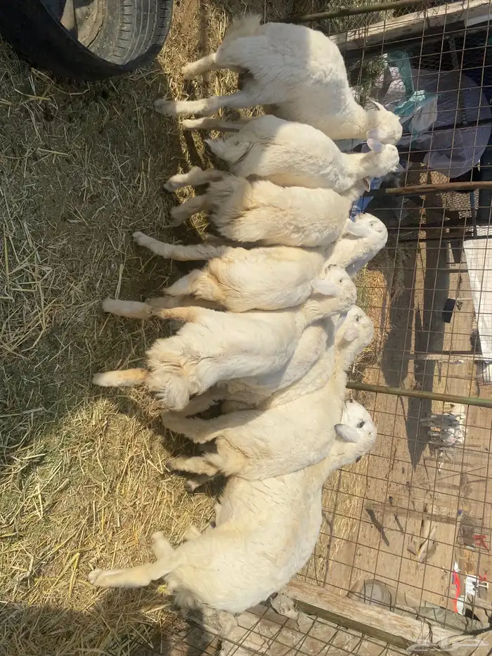 طليان ذبايح. للمناسبات 4