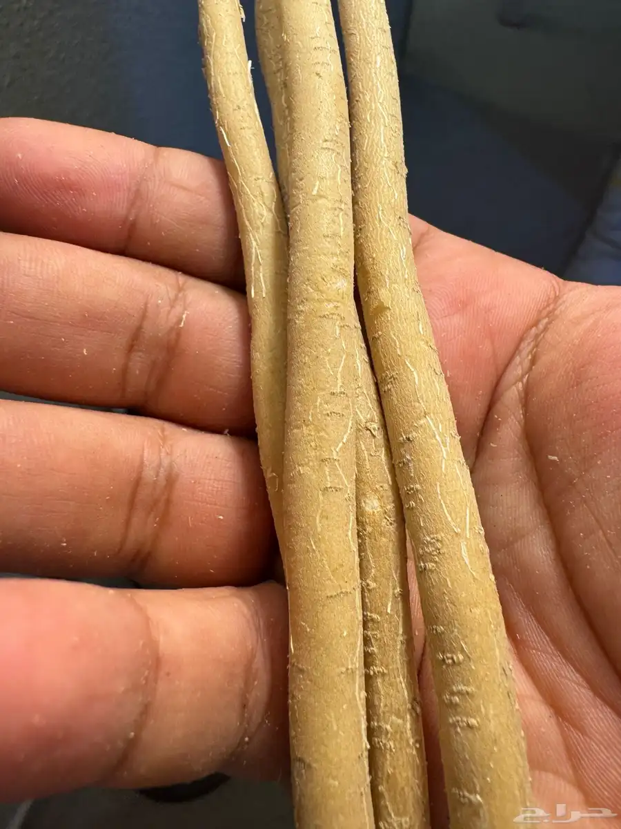 مسواك 2