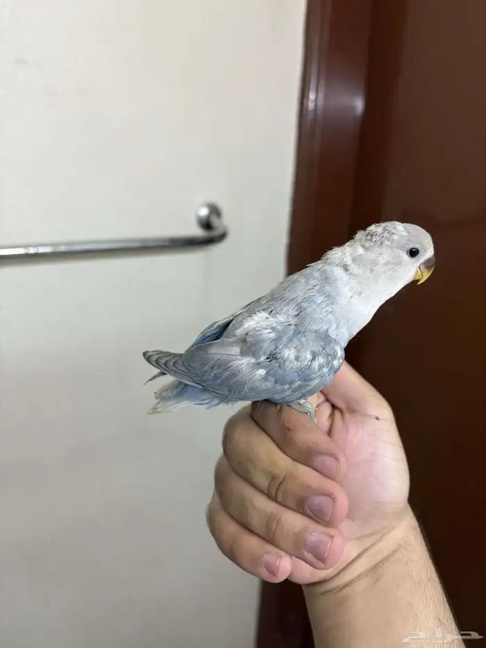 فروخ روز الوان فواتح للبيع 3