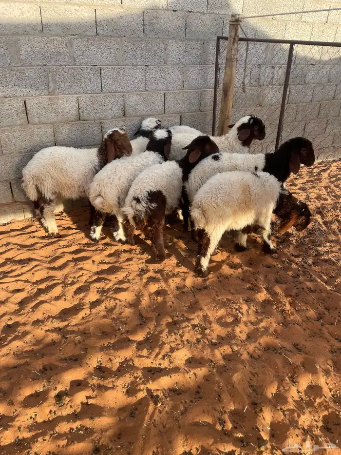 هرافى نعيم وحري تمارا 100 تقييم 0