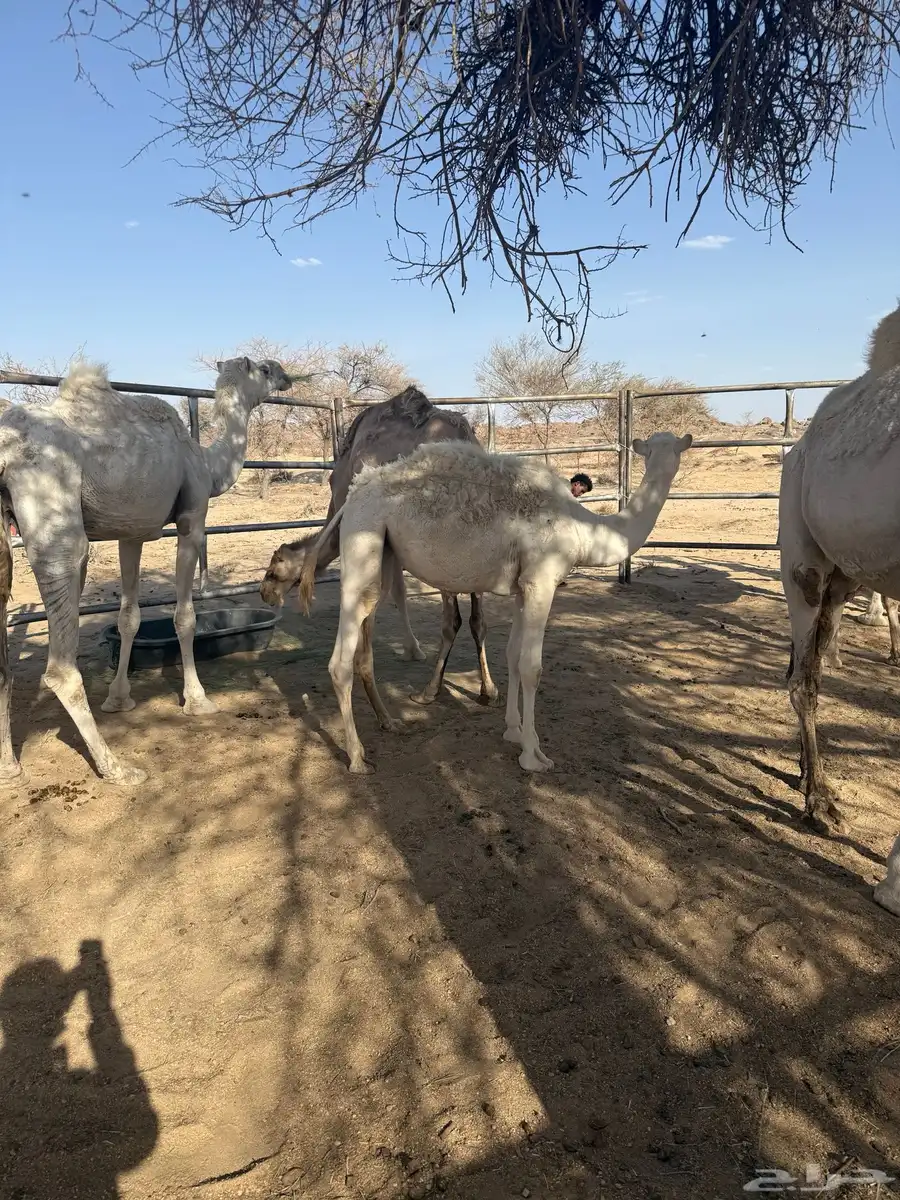 بكره وناقتين القحات للبيع 0