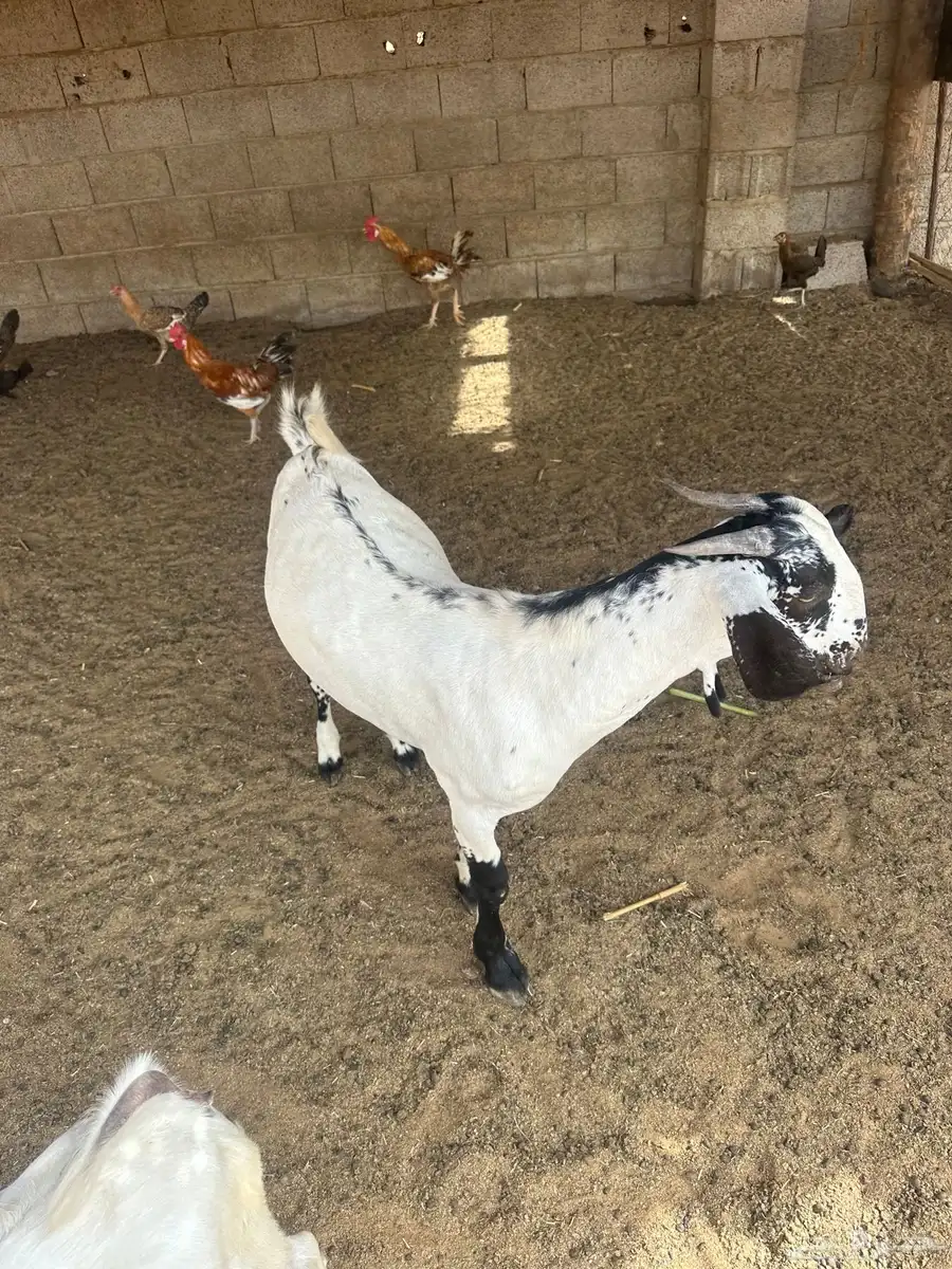 تيس بيشي 3