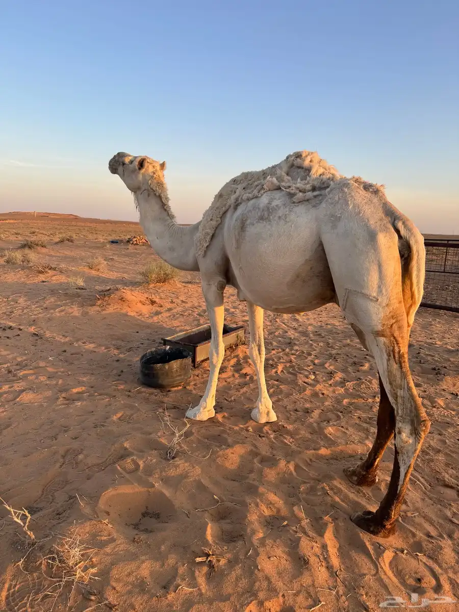 منيحه القحة الوضحى 1