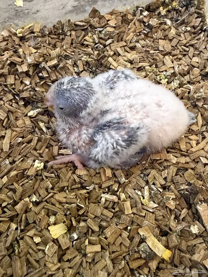 فرخ كويكر غر (( تم البيع بل حد المطلوب )) 2