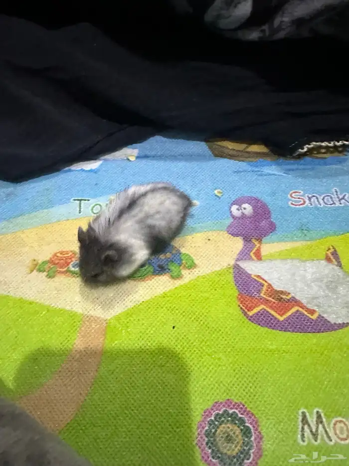 هامستر روسي 18